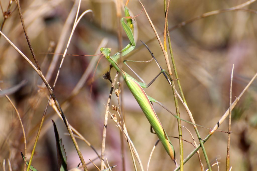 Mantis religiosa femmina?  No, maschio!